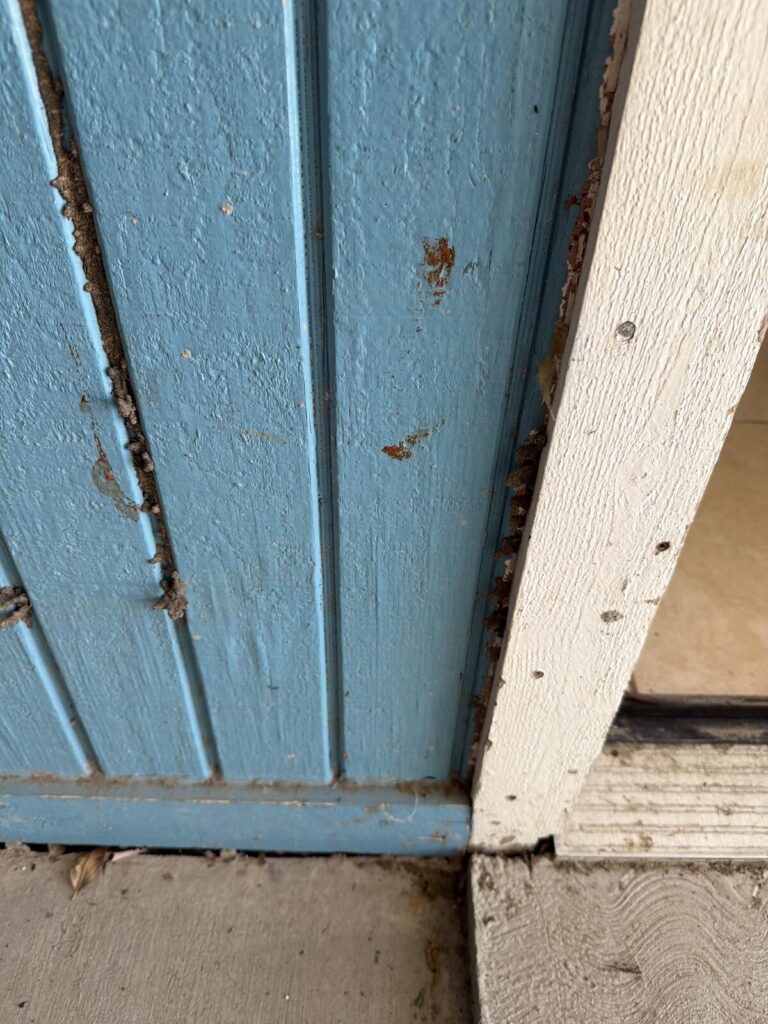 Termite Inspection