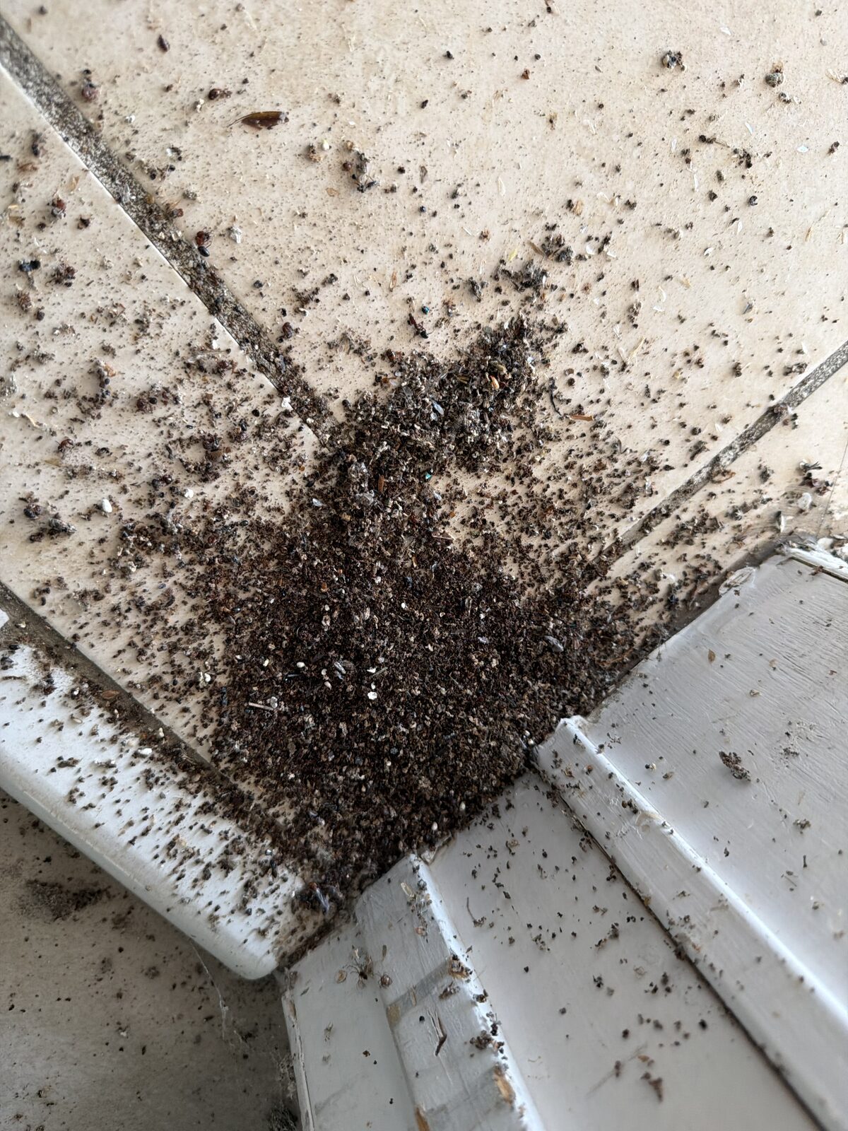 Termite frass and discarded swarmer wings found during a Dallas-Fort Worth WDI termite inspection