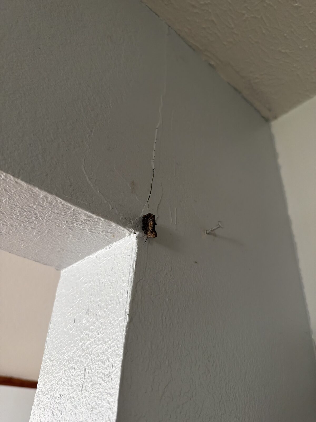 Termite mud breaking through a ceiling joint found during a Dallas-Fort Worth WDI termite inspection