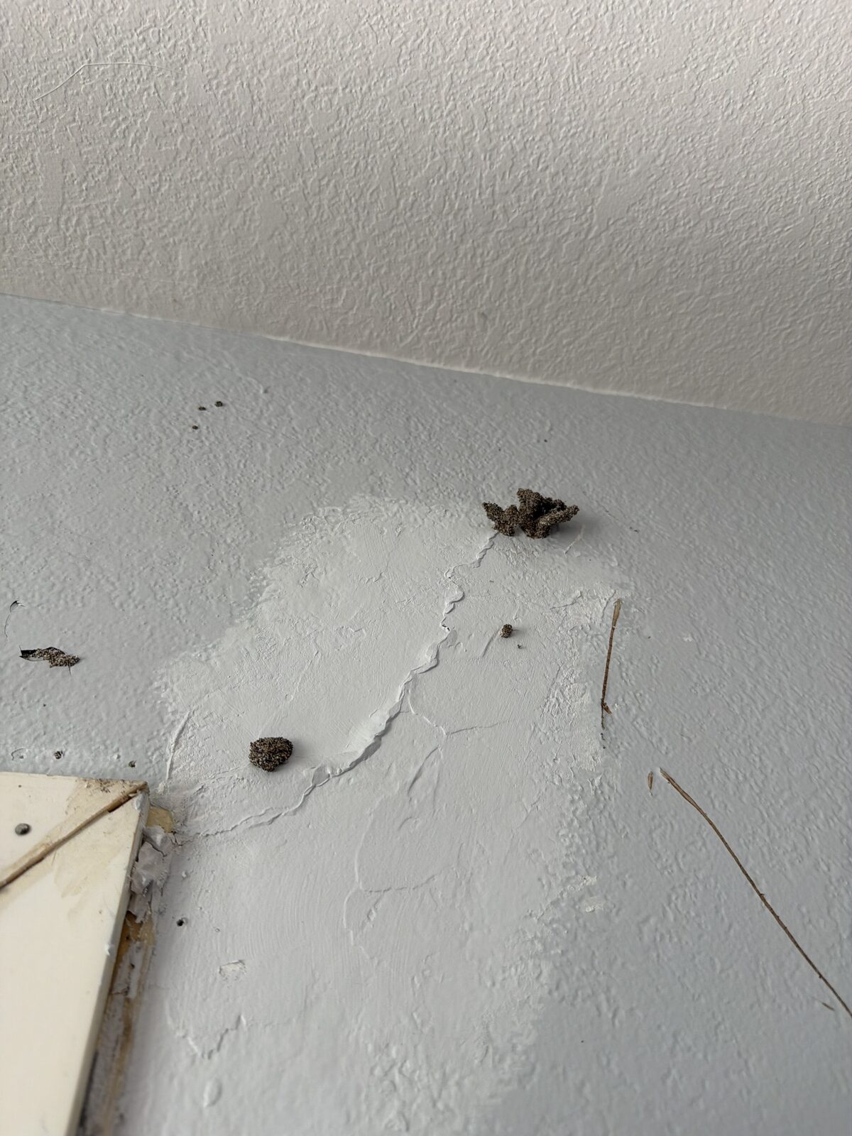 Termite mud tubes and bubbling paint at a wall corner found during a Dallas-Fort Worth WDI termite inspection